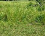 thumbnail-tanah-view-sawah-bhanuswari-gianyar-bali-6