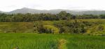 thumbnail-tanah-pesawahan-perkebunan-dengan-luas-3-ha-harga-di-bawah-pasar-di-pinggir-10