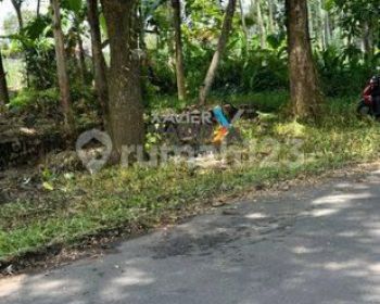 Tanah Beserta Kayu Jati Belakang Samsat Talangagung, Kepanjen Malang