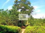 thumbnail-dijual-tanah-lokasi-topaya-asri-km-23-bintan-14