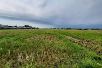 Dijual Tanah Pekarangan Karanganyar Batang, 6 Menit ke Exit Tol Setono