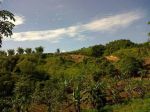 thumbnail-jual-tanah-kebun-di-mangunjaya-kabsukabumi-jawa-barat-2