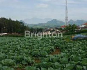 TANAH KEBUN PRODUKTIF DI JL RAYA NONGKOJAJAR TUTUR PASURUAN