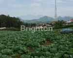 thumbnail-tanah-kebun-produktif-di-jl-raya-nongkojajar-tutur-pasuruan-0