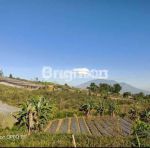 thumbnail-tanah-kebun-produktif-di-jl-raya-nongkojajar-tutur-pasuruan-5