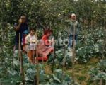 thumbnail-tanah-kebun-produktif-di-jl-raya-nongkojajar-tutur-pasuruan-6