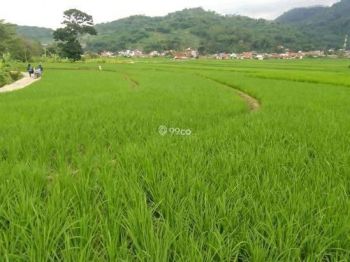 DIJUAL CEPAT TANAH SAWAH MURAH