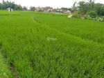 thumbnail-dijual-cepat-tanah-sawah-murah-4