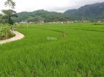 thumbnail-dijual-cepat-tanah-sawah-murah-5