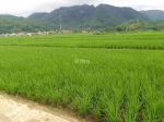 thumbnail-dijual-cepat-tanah-sawah-murah-1