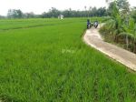 thumbnail-dijual-cepat-tanah-sawah-murah-3