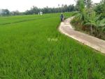 thumbnail-dijual-cepat-tanah-sawah-murah-2