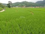 thumbnail-dijual-cepat-tanah-sawah-murah-0