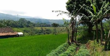 Tanah dengan view eksotis serta produktif di kawasan nagreg Kabupaten bandung