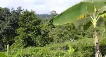 JUAL MURAH TANAH KEBUN PRODUKTIF DI PERBUKITAN UDARA SEJUK PEDESAAN DI BOJONG