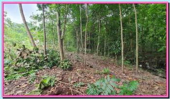 Dijual Tanah Bantul Jogja, Dekat Kampus UMY