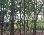 thumbnail-tanah-2200-bonus-rumah-sarang-walet-di-jalan-masjid-al-latif-cisauk-tangerang-3