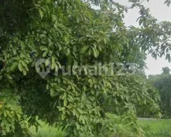 Kavling Lokasi Setraduta