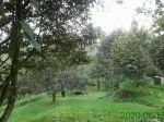 thumbnail-jual-murah-tanah-villa-kebun-durian-pinggir-jalan-di-sukalarang-sukabumi-13