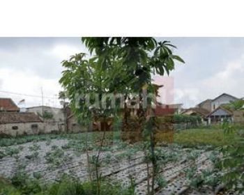 Tanah Kavling Kayu Ambon Lembang