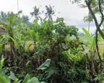 thumbnail-tanah-sewa-zona-kuning-view-sawah-terasering-keren-2