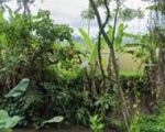 thumbnail-tanah-sewa-zona-kuning-view-sawah-terasering-keren-6