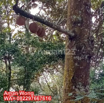 Dijual Tanah Kebun Durian 4 Ha di Cijambe, Subang, Jawa Barat
