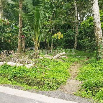 Tanah 1.2 Hektar Perkebunan Di Penebel Tabanan
