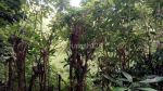 thumbnail-savaya-alilla-pecatu-land-area-for-sale-3