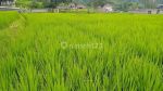 thumbnail-tanah-sawah-aktif-di-desa-ciapus-banjaran-bandung-1193-m2-shm-0