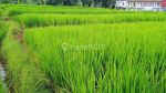 thumbnail-tanah-sawah-aktif-di-desa-ciapus-banjaran-bandung-1193-m2-shm-7