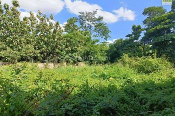 Tanah Murah Pinggir Jl Tajur Halang Bogor Cocok di Bangun Cluster