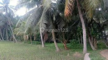 Tanah Komersial Tanah Darat Tanah Kebun Kelapa di Jl Pengarengan
