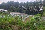 thumbnail-lokasi-buat-resto-villa-sejuk-bates-kebun-pinus-di-caringin-bogor-selatan-4