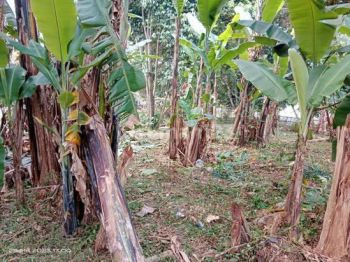 Tanah Murah Siap Bangun Lokasi Strategis Di Panongan Cikupa