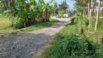 thumbnail-hot-area-sleman-shmp-pekarangan-akses-mobil-lebar-5m-303-m2-5